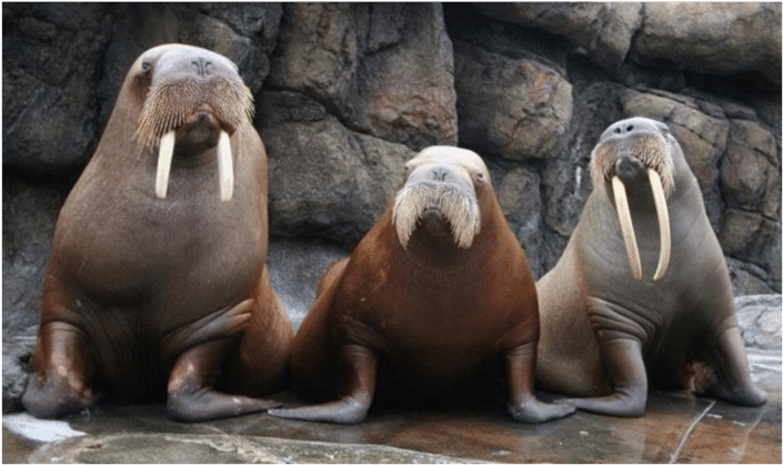 Pacific Walruses Housed At Six Flags Discovery Kingdom - Pacific Walruses (850x433), Png Download
