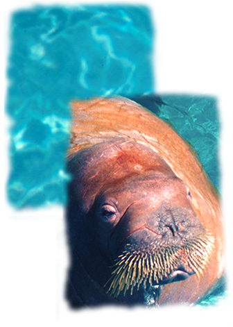 Walrus - Seaworld Parks & Entertainment (344x479), Png Download