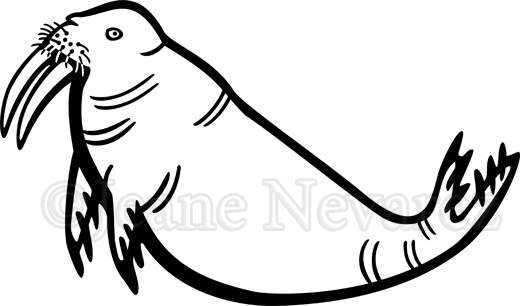 An Amusing Alternate Image I Was Contemplating Putting - Walrus (520x306), Png Download