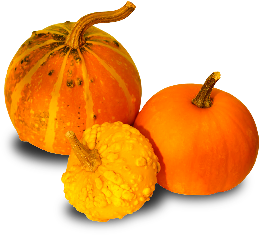 Contacto - Pumpkins And Gourds Png (1189x984), Png Download