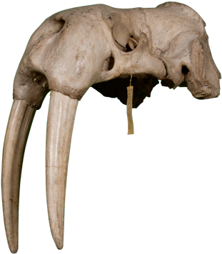 3d View - Walrus (550x420), Png Download