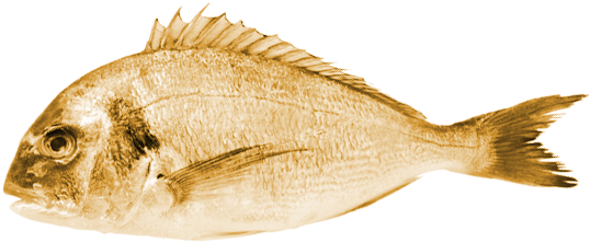 Sole (600x270), Png Download