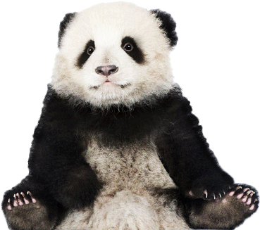 Panda Png Graphic Freeuse Stock - White X6 Vs Panda (397x357), Png Download