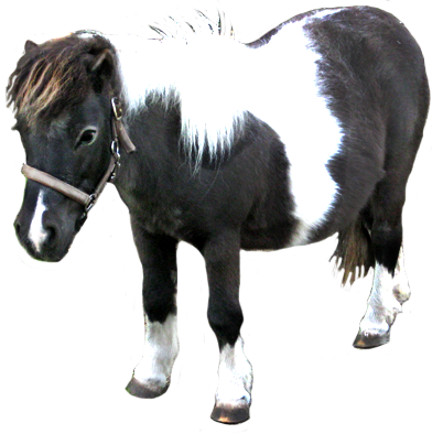 Jpg Library Download Animal Clip Art Bull Cut Out - Portable Network Graphics (402x394), Png Download