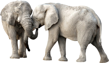 Download African Elephant Png Transparent Image - Elephant Png PNG Image  with No Background 