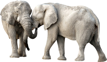 African Elephant Png Transparent Image - Elephant Png (500x298), Png Download