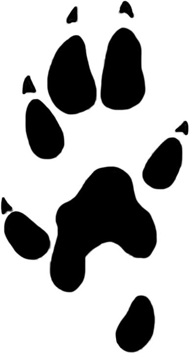 Stoat Paw Prints Clipart 22 Mm (502x882), Png Download