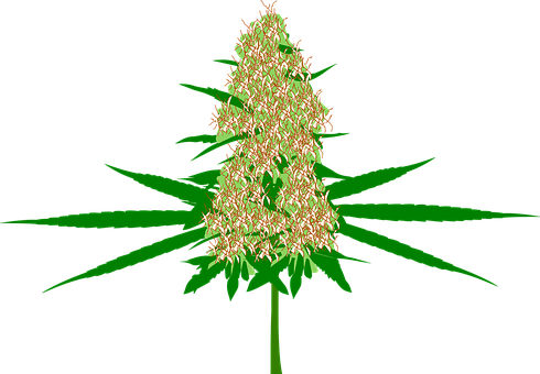 Cannabis Bud Marijuana Hemp Plant Medicine - Cannabis Bud Vector (490x340), Png Download