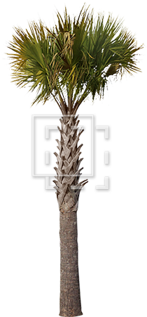 Sharp Palm Tree - Houseplant (450x450), Png Download