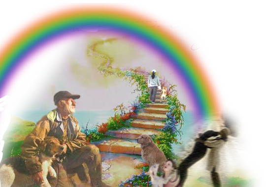 Rainbow - Basset Hound Rainbow Bridge (540x380), Png Download