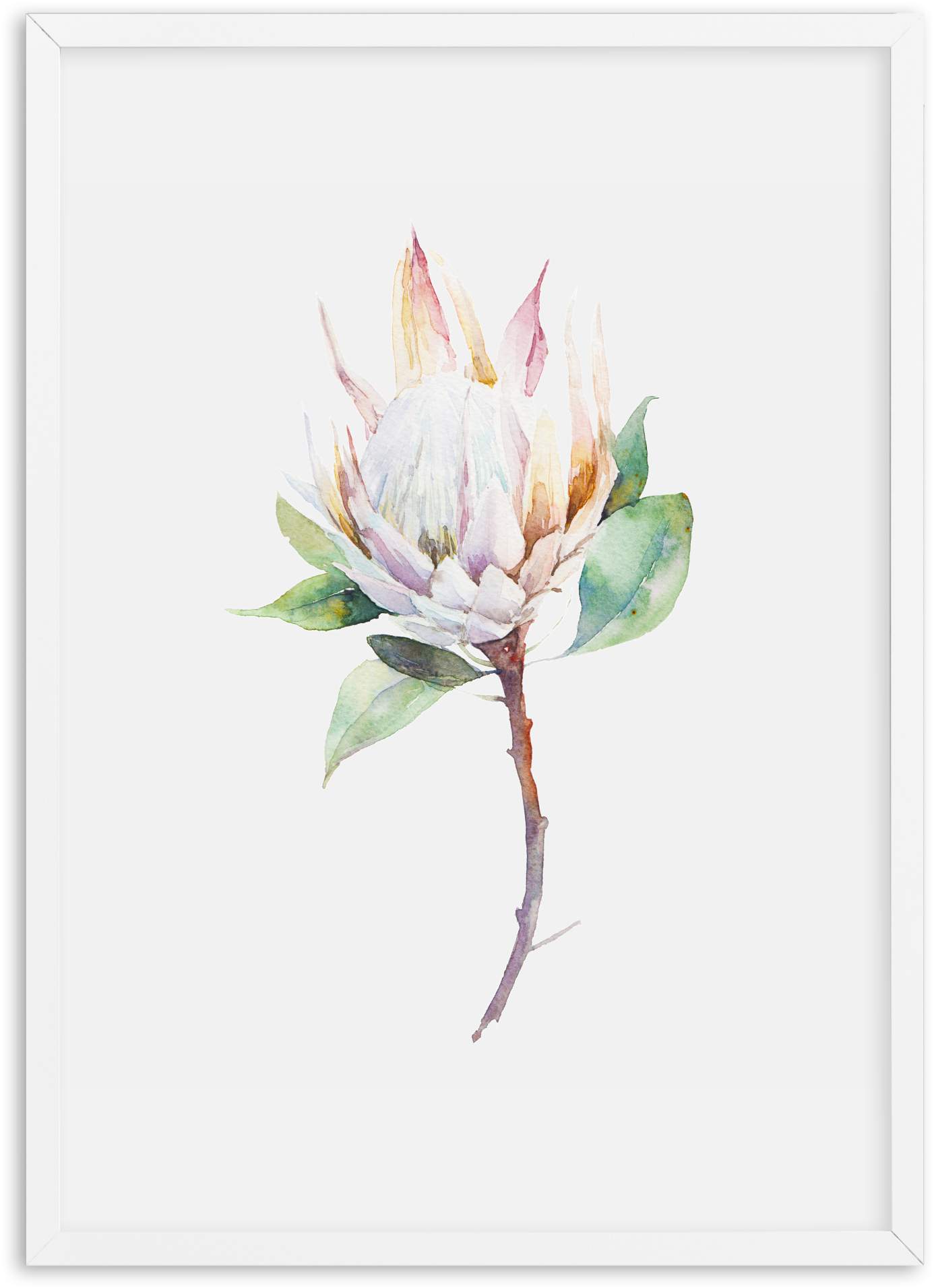 Protea In Watercolour Protea In Watercolour Protea - Cool Botanical Canvas Wall Art Frame: Natural (1874x2336), Png Download
