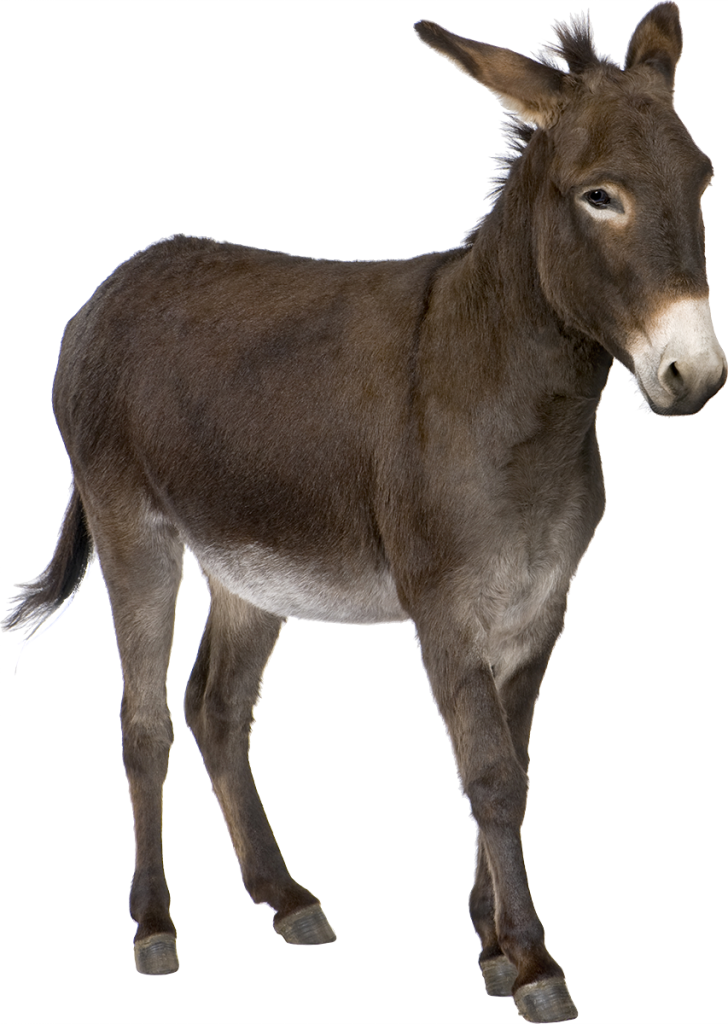 Free Png Donkey Png Images Transparent - Donkey Png (480x676), Png Download