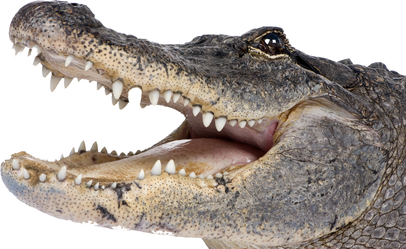 Wikia Visualization Add 2,alligator (1500x998), Png Download