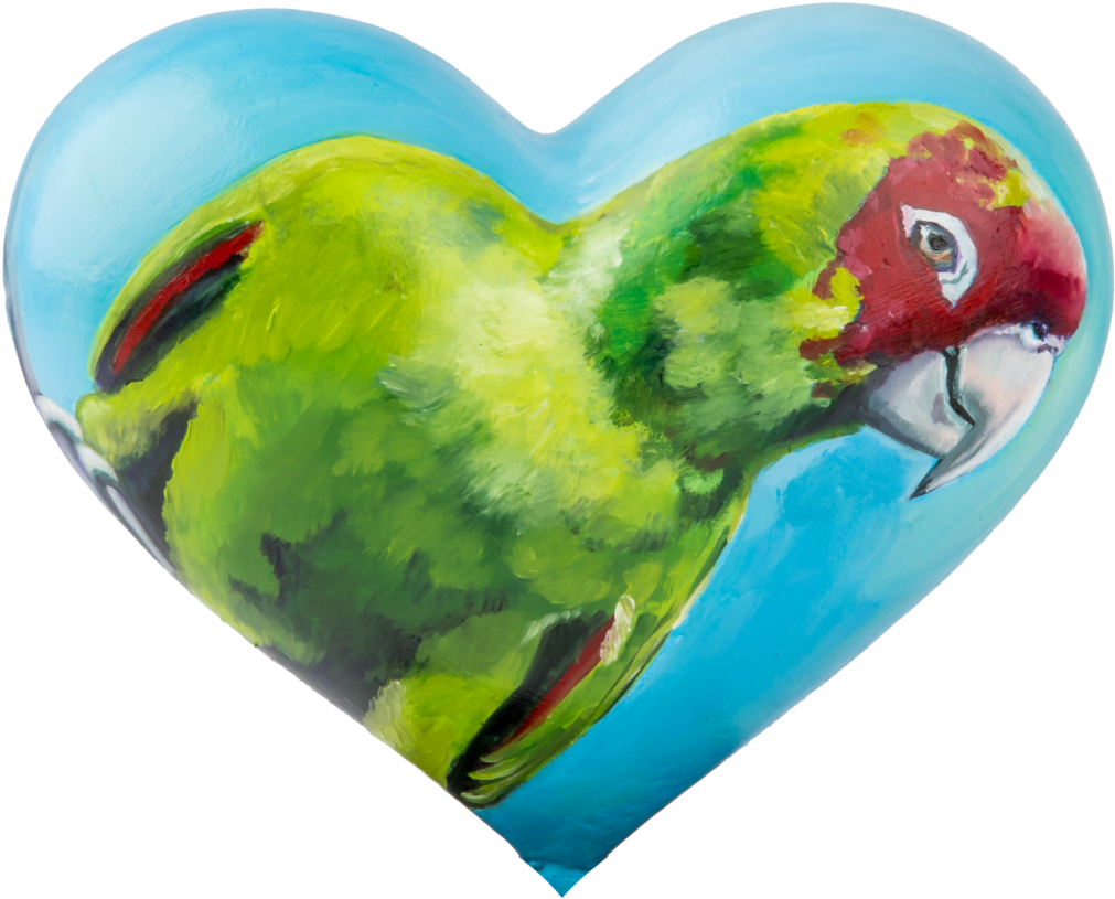 “sf - Macaw (1024x849), Png Download