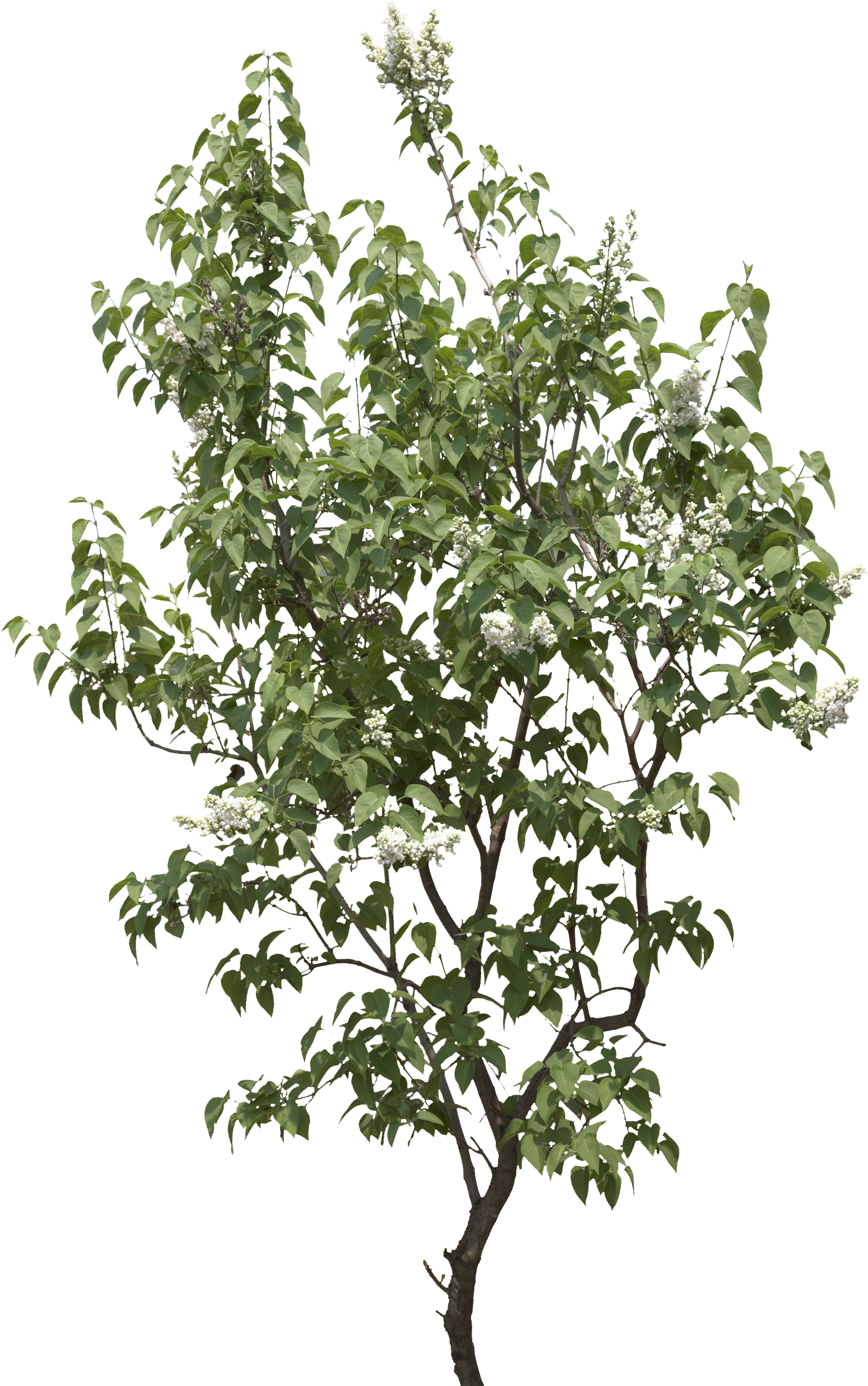 Tree Images Pictures Download Trees Plan Vector Freeuse - Gufic Biosciences Ltd Navsari Products (1829x2800), Png Download