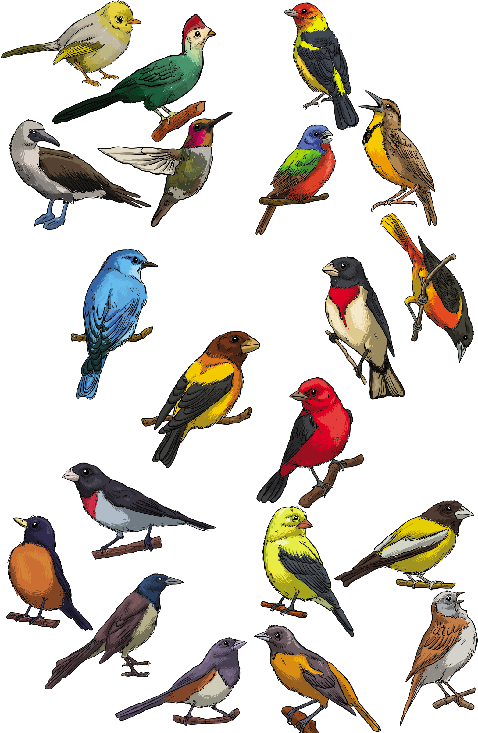 Picture Transparent Library Bird Swallow Shape Ornament - Bird (1608x2405), Png Download