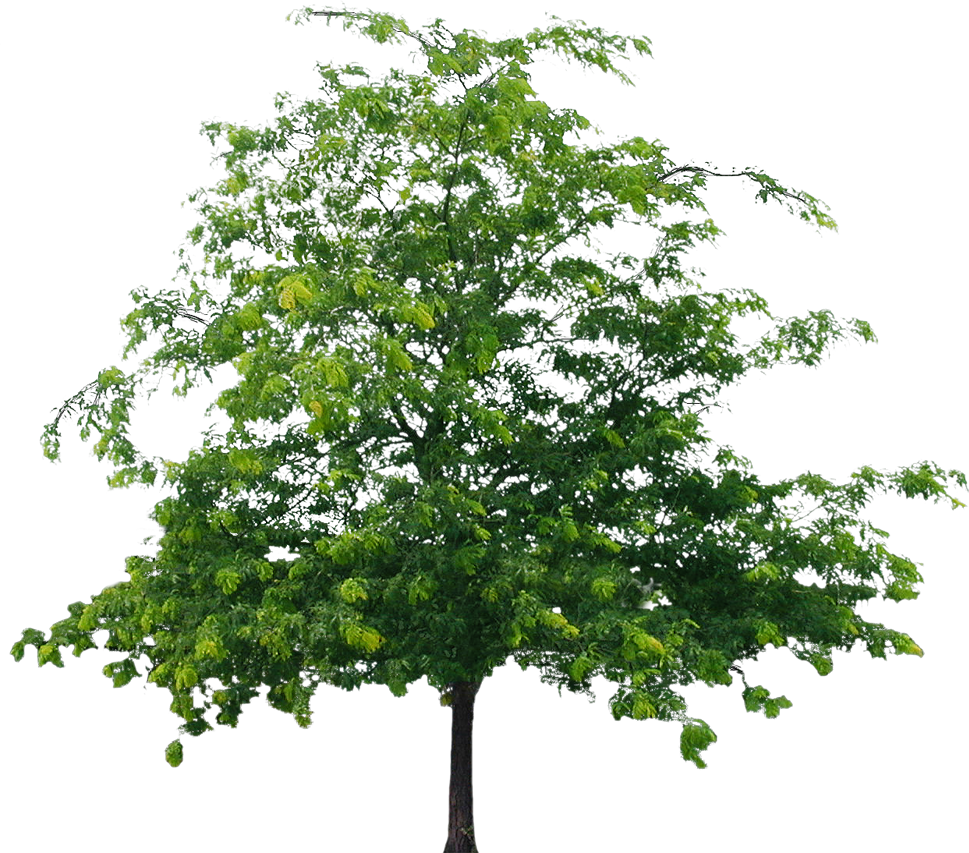 Best Tree Clipart Png - Aspen Tree Png (969x853), Png Download
