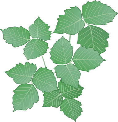 28 Collection Of Poison Ivy Plant Drawing - Poison Ivy Plant Drawing (384x400), Png Download