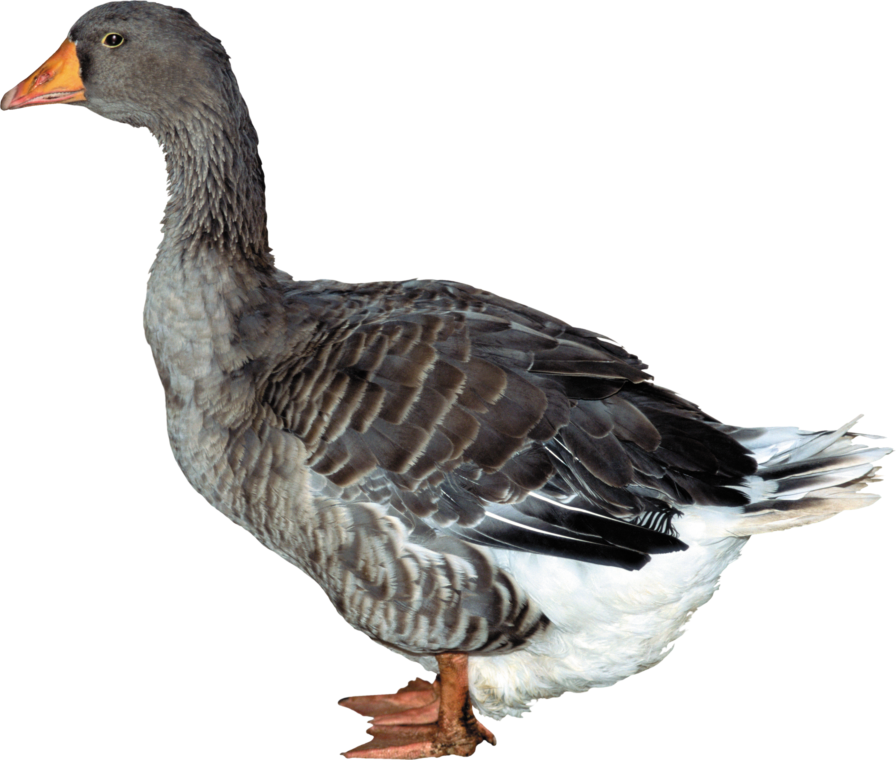 Duck Png (3000x2545), Png Download