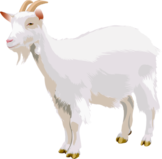 Goat Png - Portable Network Graphics (640x629), Png Download