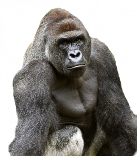 Harambe Png - Harambe Gorilla (450x510), Png Download