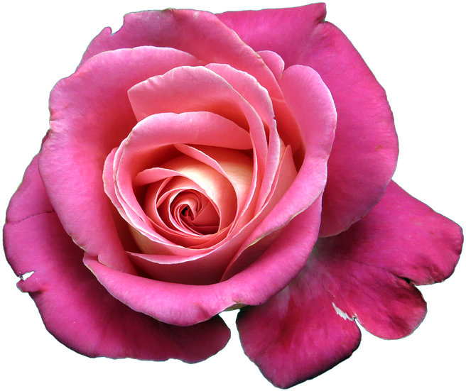 Flower, Rose, Isolated - Bunga Png (510x340), Png Download