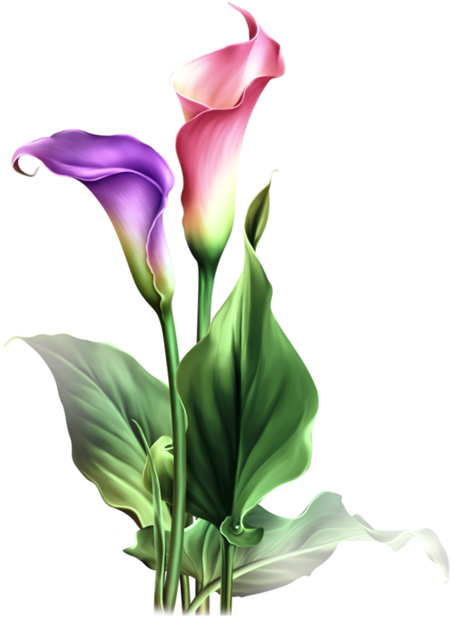 Watercolor Flowers, Drawing Flowers, Art Flowers, Botanical - Calla Lily Clipart Lily Flower (518x699), Png Download