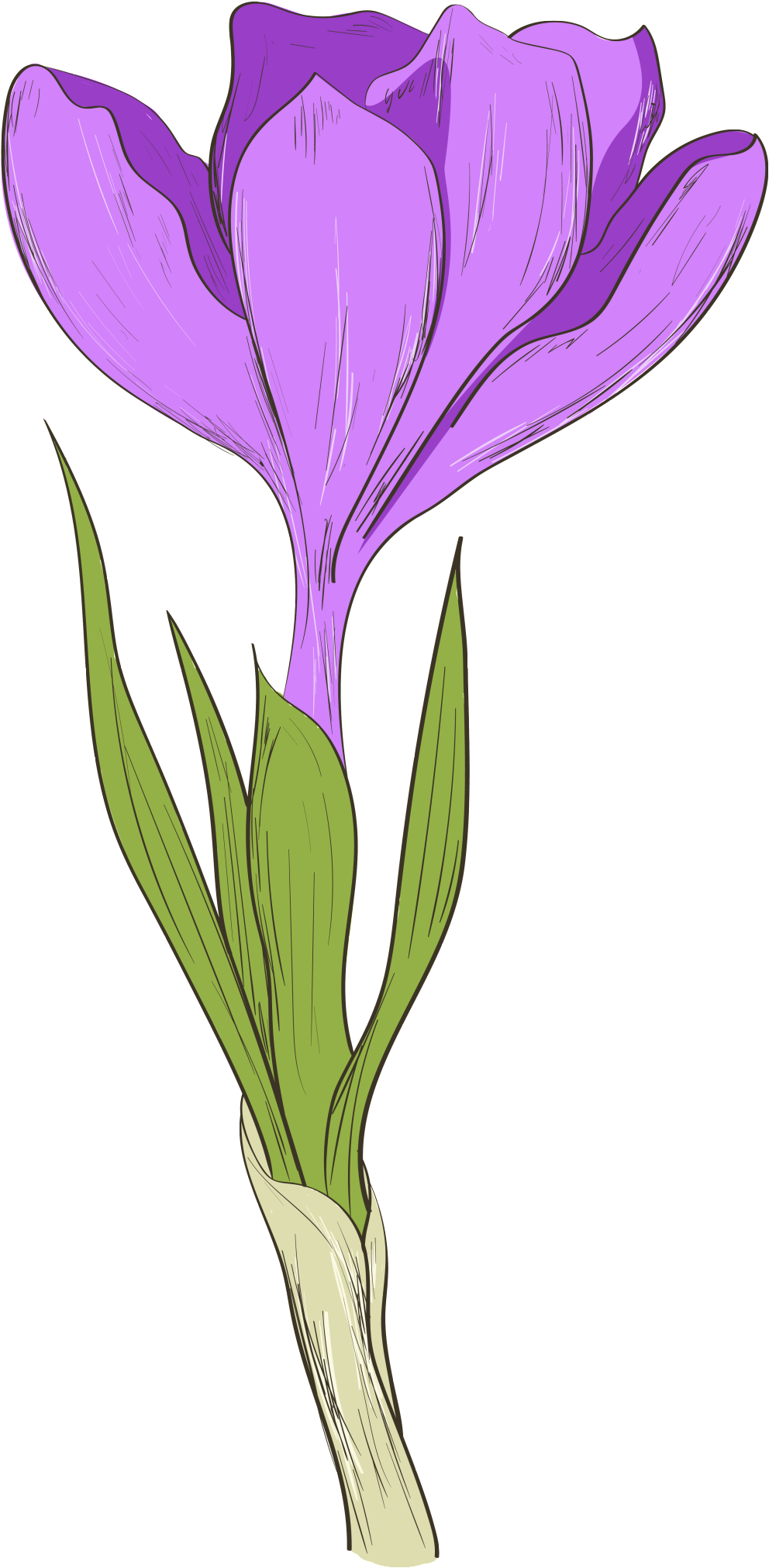 This Graphics Is Hand Painted A Purple Flower Transparent - Flower (1024x2080), Png Download
