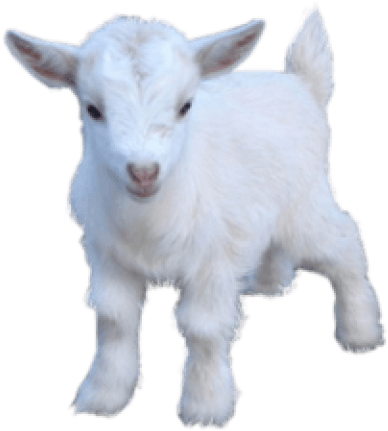 Free Png Goat Png Images Transparent - Baby Goat Png (480x513), Png Download