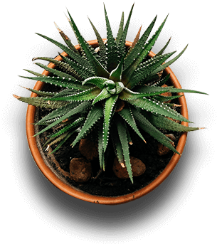 Plant - Indoor Plants Top View Png (371x445), Png Download