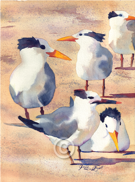 1 - Gull (1000x630), Png Download