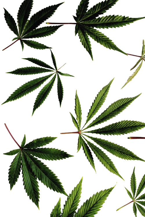Download Weed Png Transparent Transparent Blog - Supreme Weed Wallpaper Hd  PNG Image with No Background 