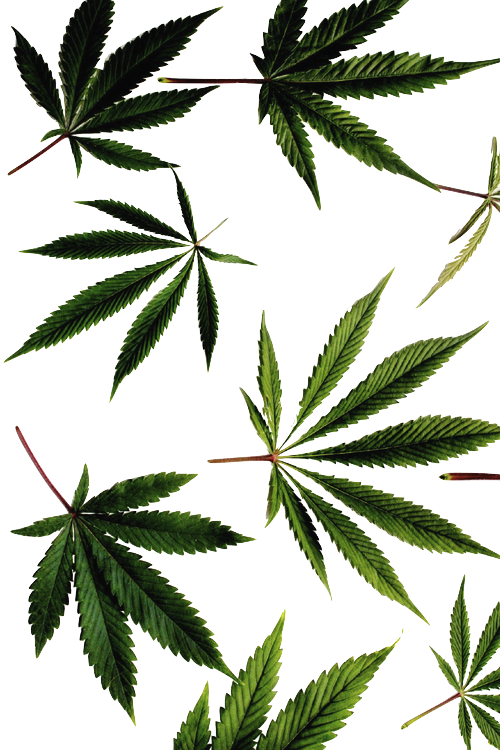Download Weed Png Transparent Transparent Blog - Supreme Weed Wallpaper Hd PNG Image with No Background Download Weed Png Transparent Transparent Blog - Supreme Weed Wallpaper Hd PNG Image with No Background