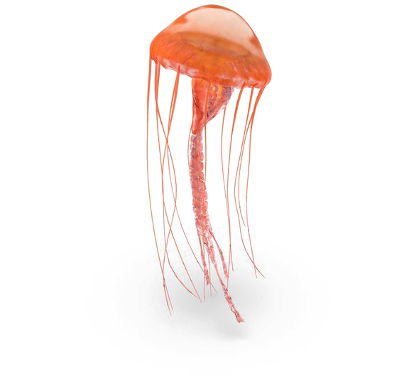 Jellyfish Png Pic - Jellyfish Png (600x600), Png Download