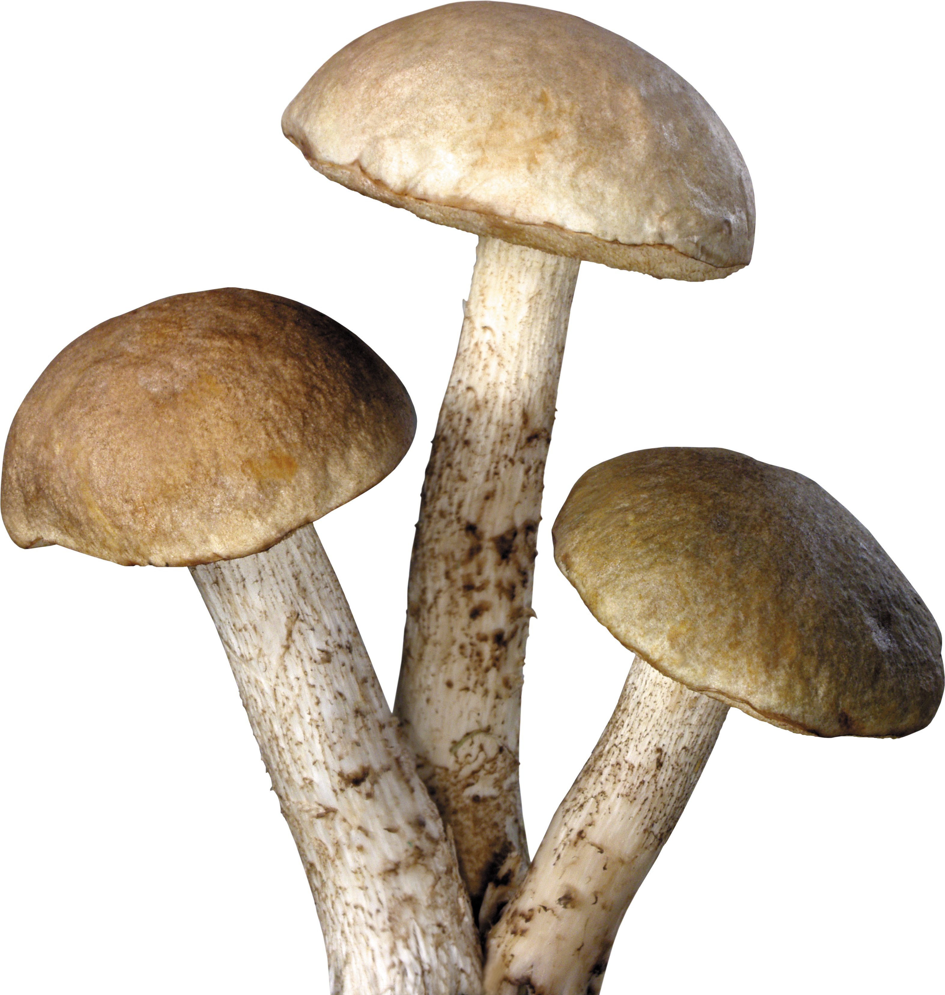 Mushroom Transparent Background (3147x3314), Png Download