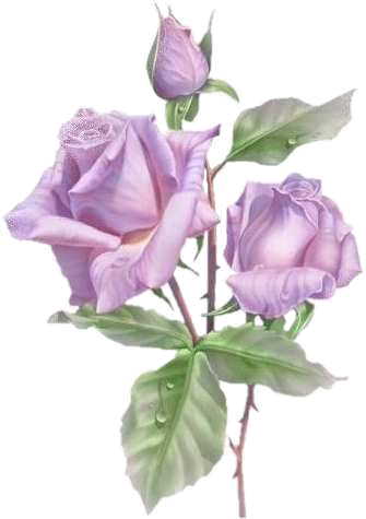 Lavender Colored Roses, Beautiful Painting Flowers, - Congratulations For 10th Exam (335x475), Png Download