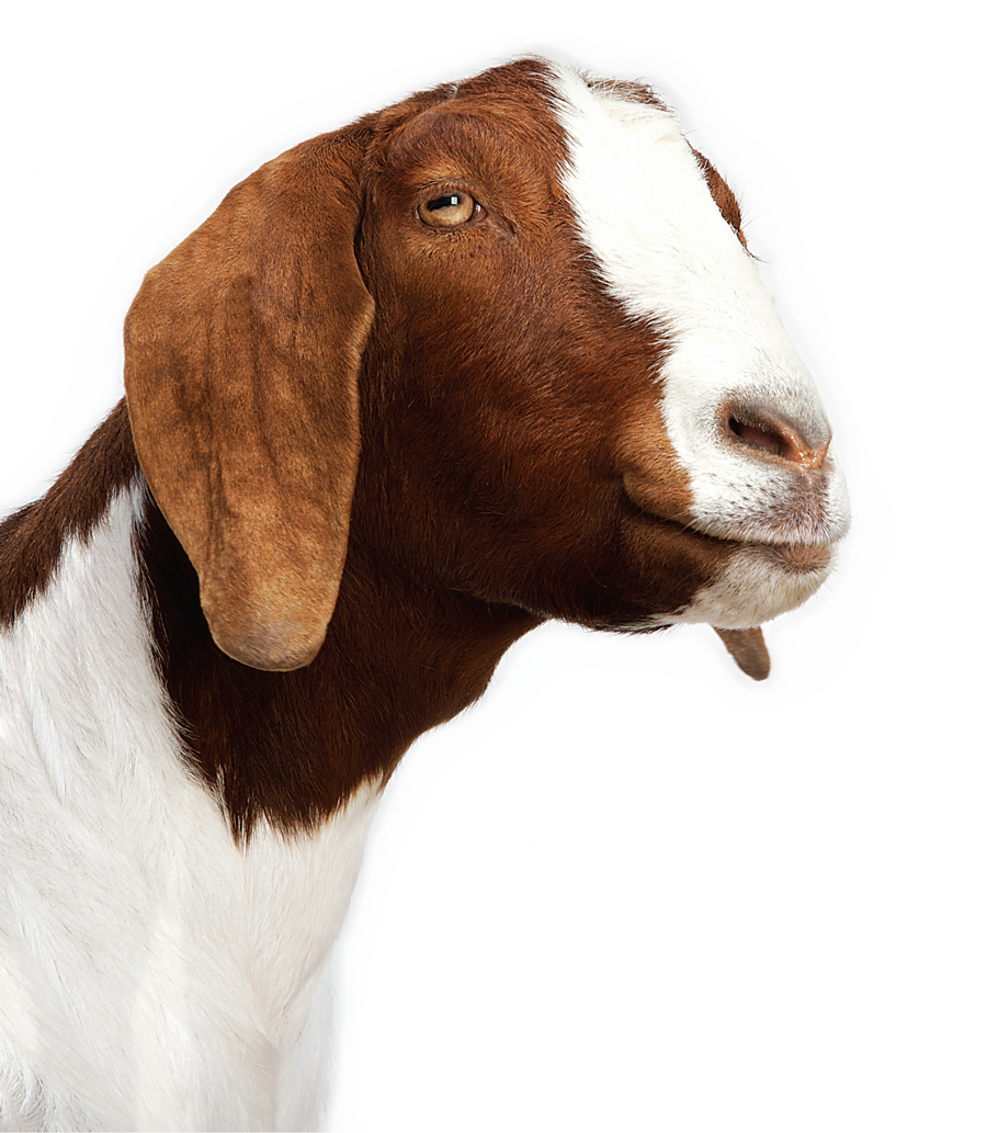 Baby Goat Png Png Freeuse - Splat Splat Splat Overlord (900x1033), Png Download