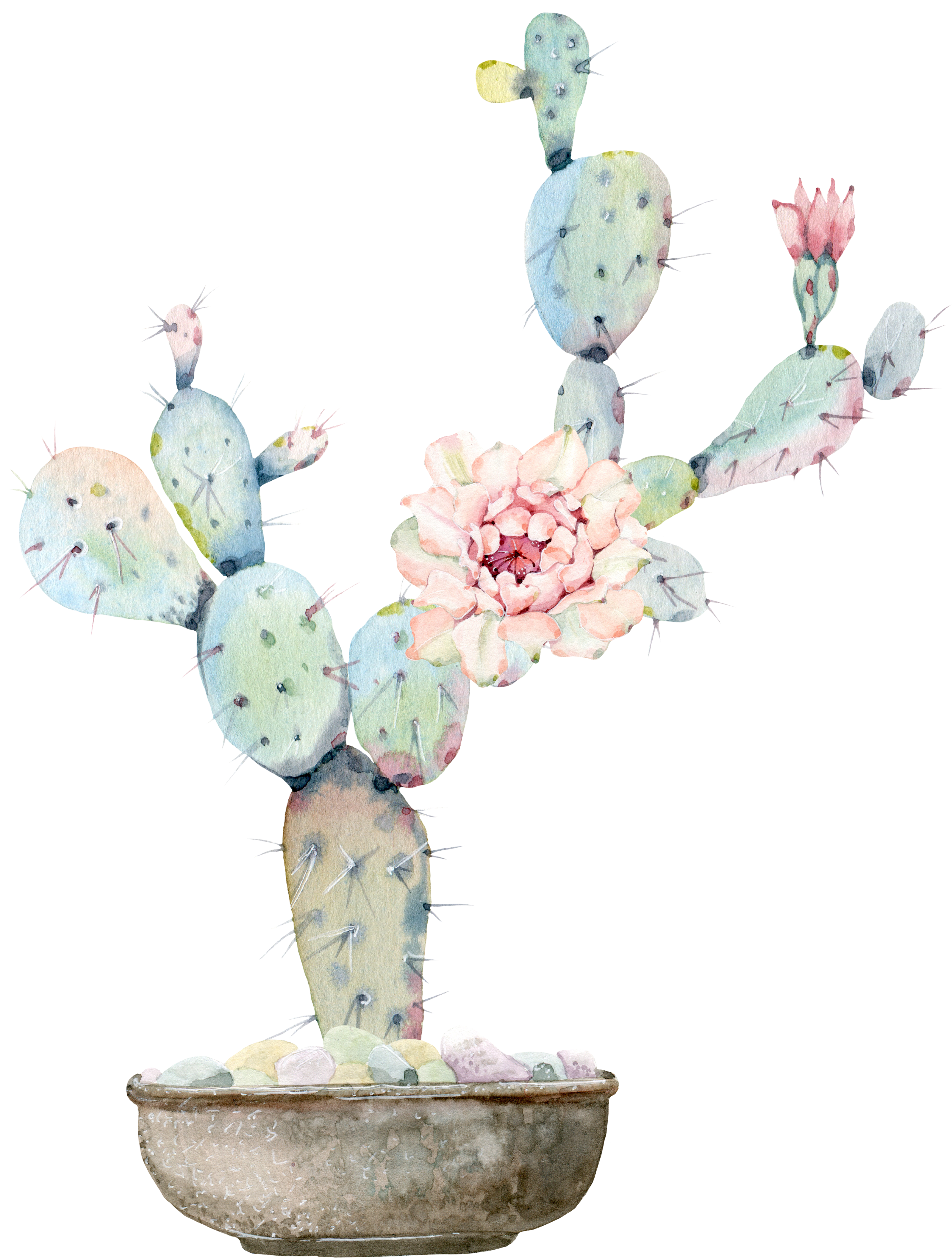 Watercolour Flowers Watercolor Painting Cactaceae Drawing - Cactus And Flower Watercolor (4579x5842), Png Download