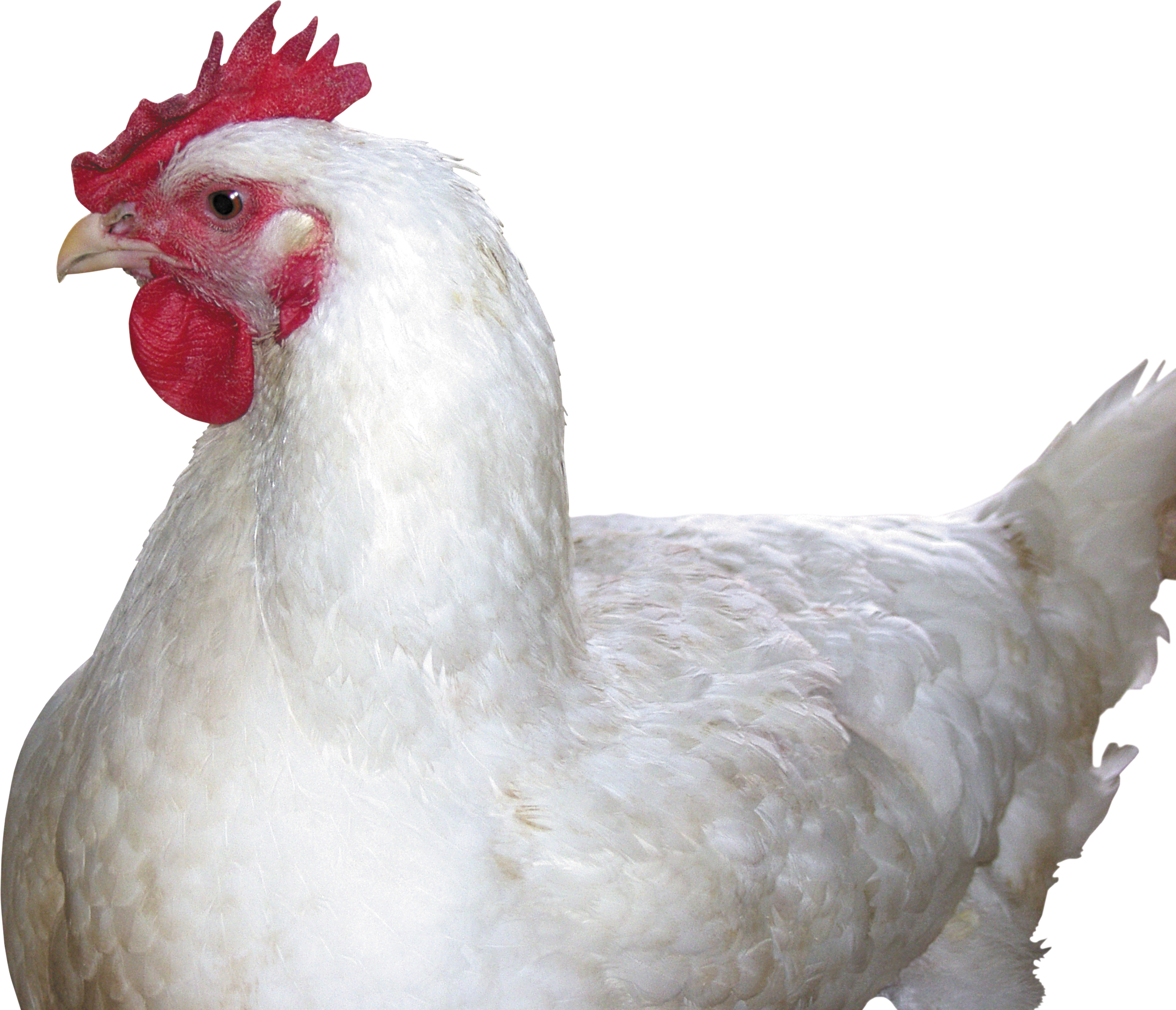 Chicken Png Image - Chicken Png (2699x2319), Png Download