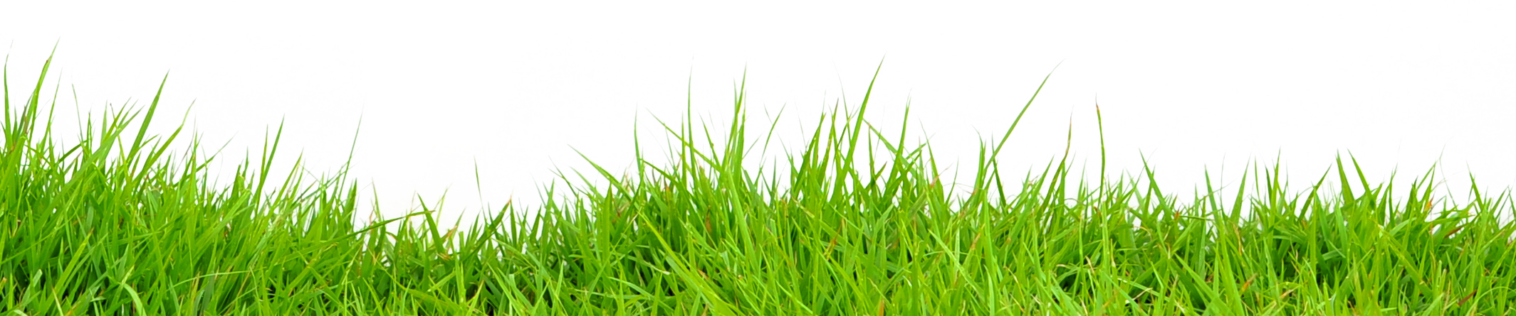 Grass - กอ หญ้า Png (2129x445), Png Download