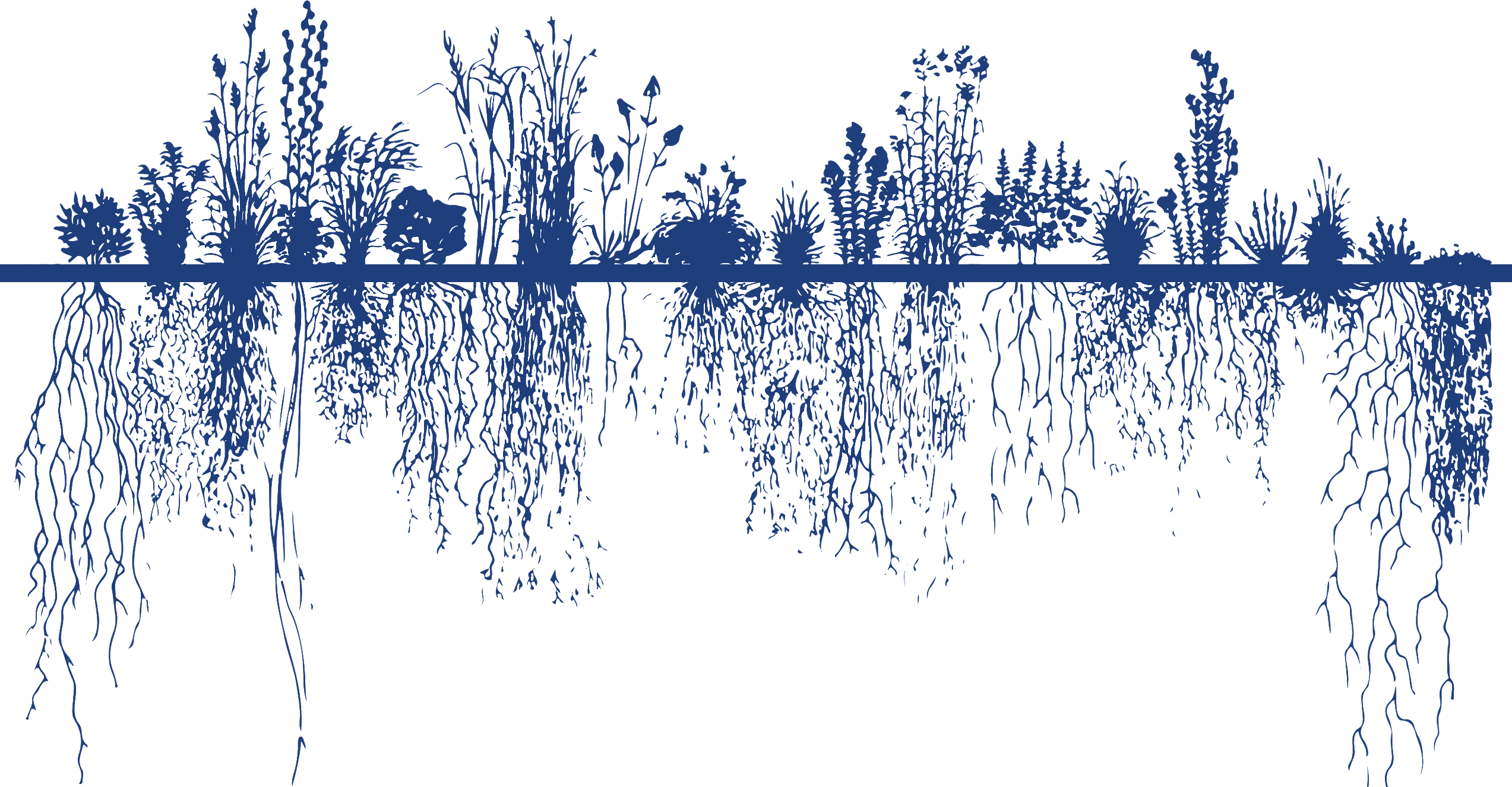 Roeslein Alternative Energy - Root System (2546x1325), Png Download
