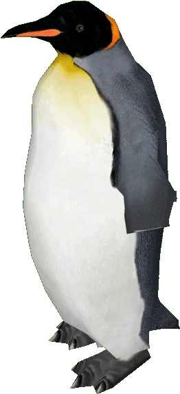 King Penguin (573x573), Png Download