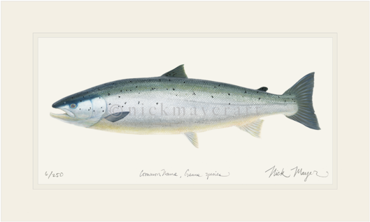 Wild Salmon Png - Painting Of A Salmon (600x389), Png Download
