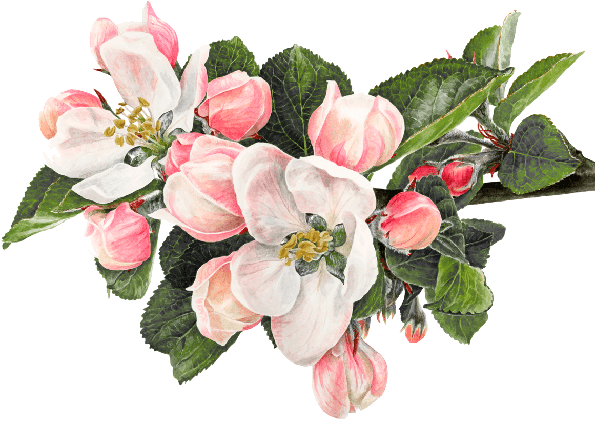 Download Clip Art Royalty Free Stock Macbook Drawing Flower Green Apple Flower Png Png Image With No Background Pngkey Com