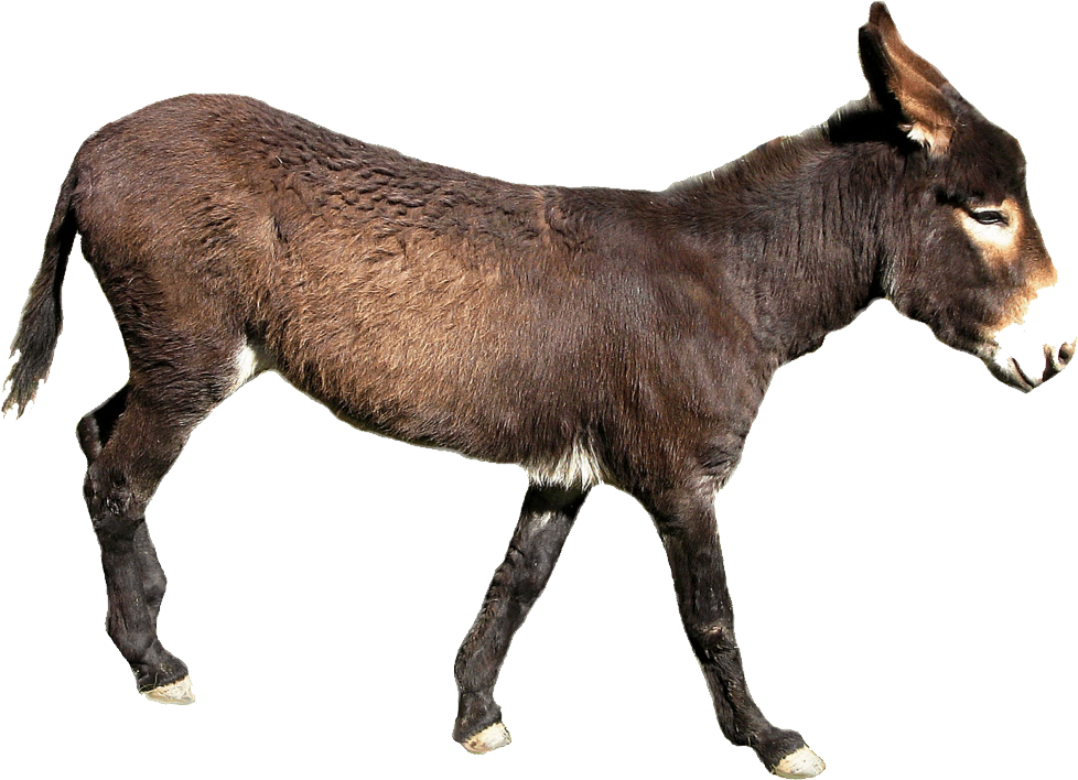 Donkey Transparent (978x708), Png Download