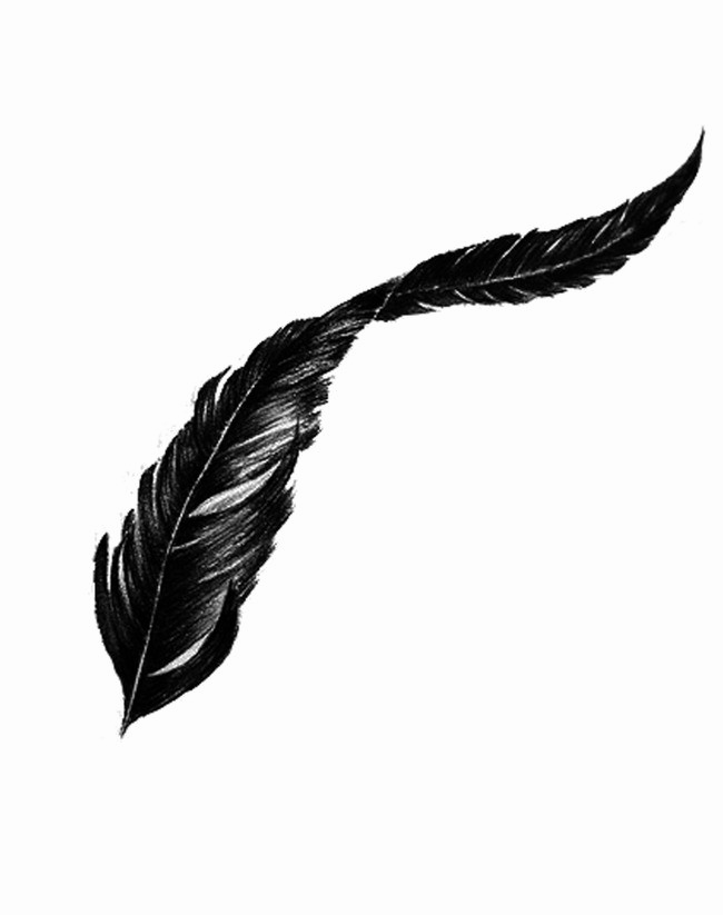 Bird Feather Png Transparent Image - Png Transparent Feather Png (650x823), Png Download