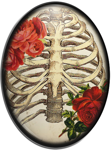 Rib Cage Drawing (362x487), Png Download