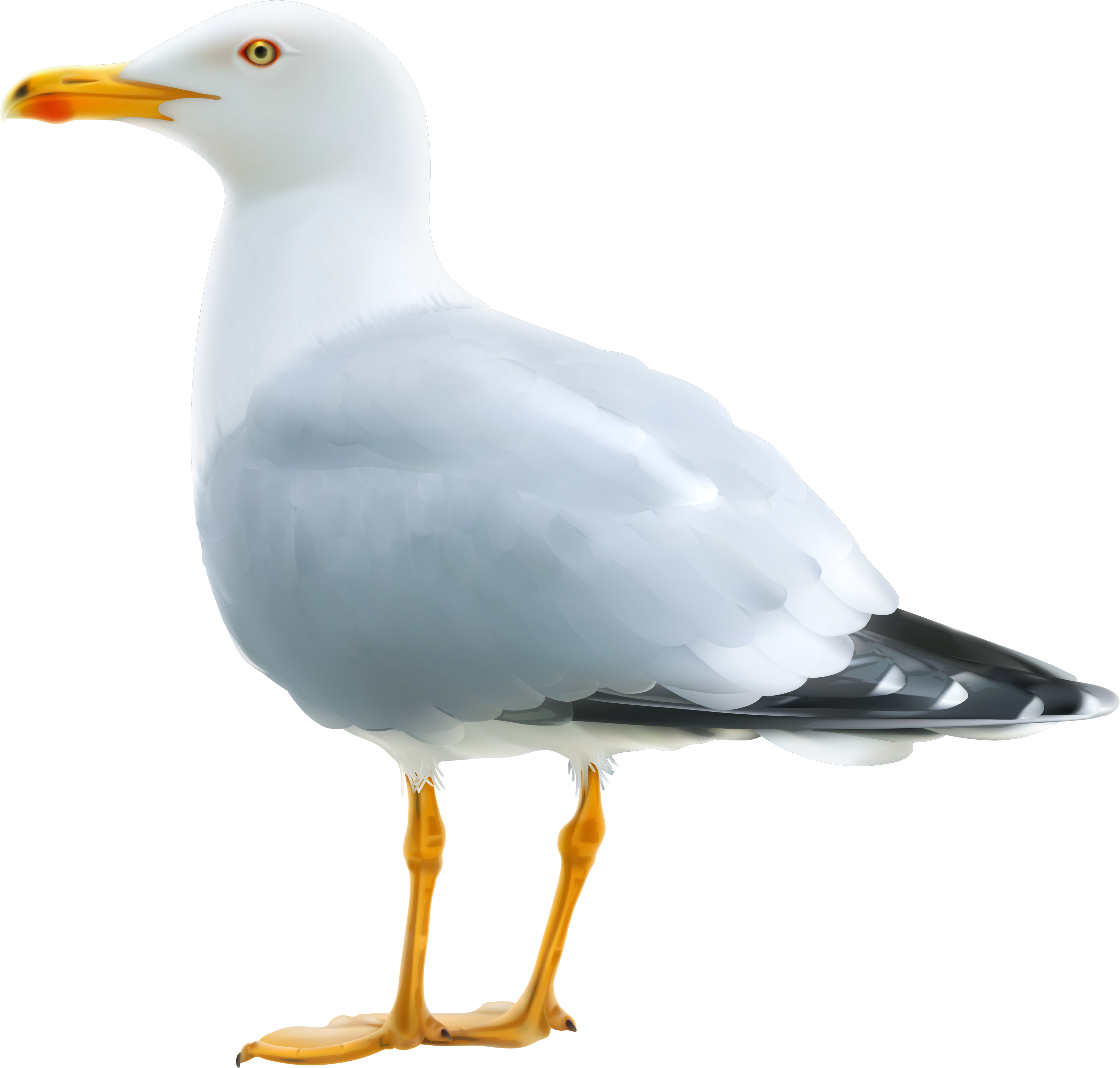 Seagull Png (3500x3336), Png Download