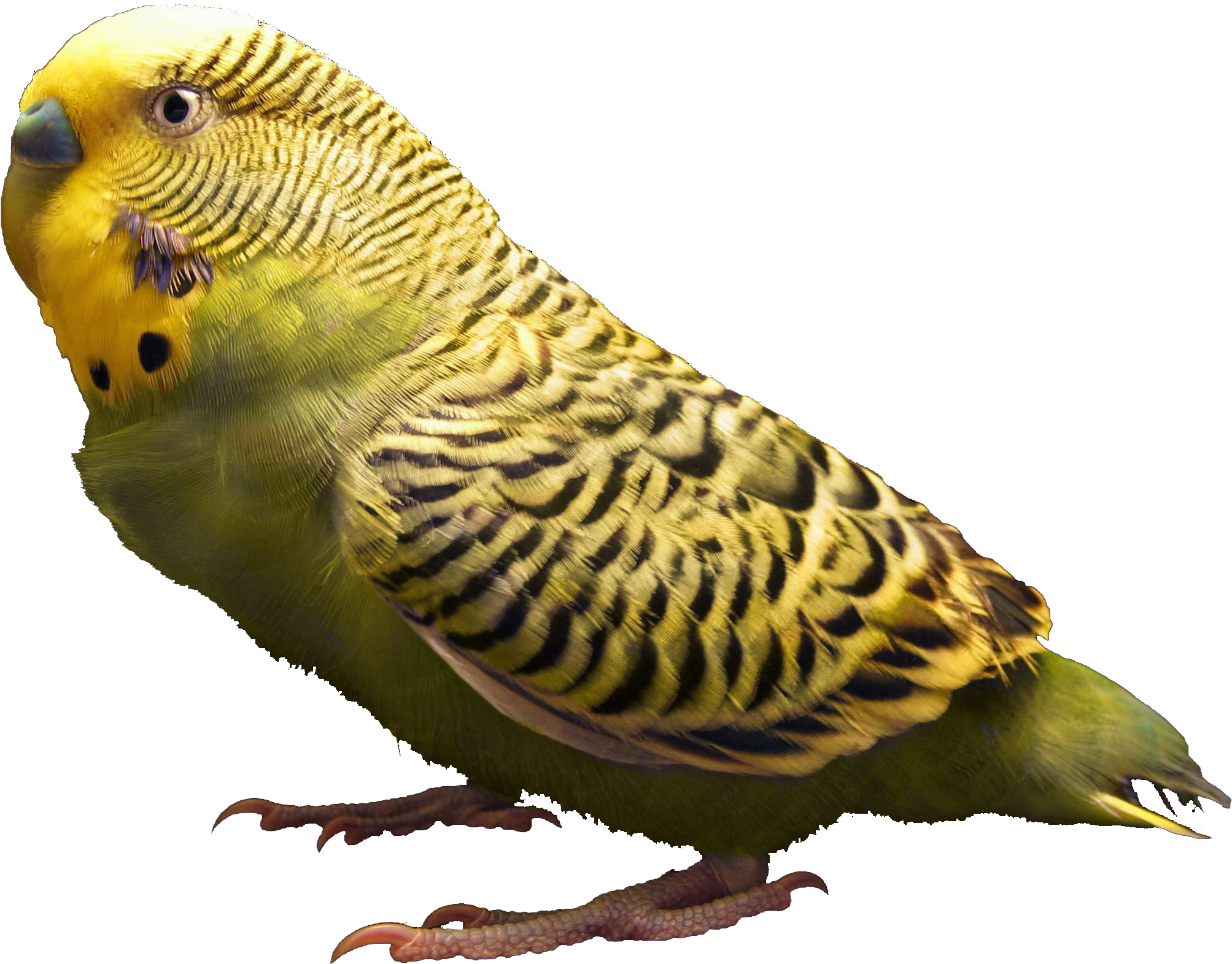 File - Zebrahighres - Body Parts Of Parrot (2101x1631), Png Download