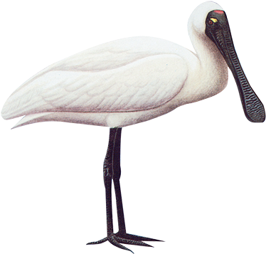 Royal Spoonbill 77cm - Spoonbill (400x372), Png Download